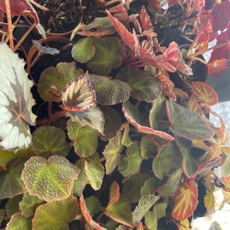 5 Plant Mix of 2” Houseplants - Perfect for Home and Garden - Indoor Plant Set - Surprise Indoor Tropical Plant Set of 5 Plants - Easy Care Plants for Indoors