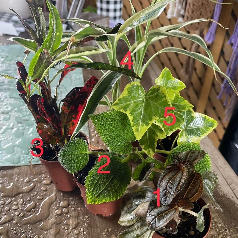 5 Plant Mix of 2” Houseplants - Perfect for Home and Garden - Indoor Plant Set - Surprise Indoor Tropical Plant Set of 5 Plants - Easy Care Plants for Indoors