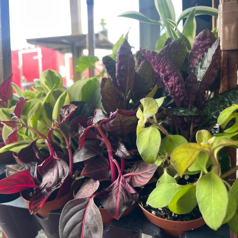 5 Plant Mix of 2” Houseplants - Perfect for Home and Garden - Indoor Plant Set - Surprise Indoor Tropical Plant Set of 5 Plants - Easy Care Plants for Indoors