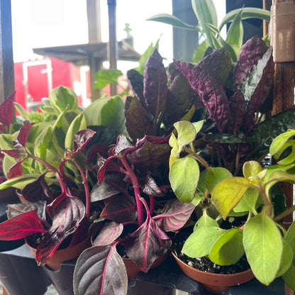5 Plant Mix of 2” Houseplants - Perfect for Home and Garden - Indoor Plant Set - Surprise Indoor Tropical Plant Set of 5 Plants - Easy Care Plants for Indoors