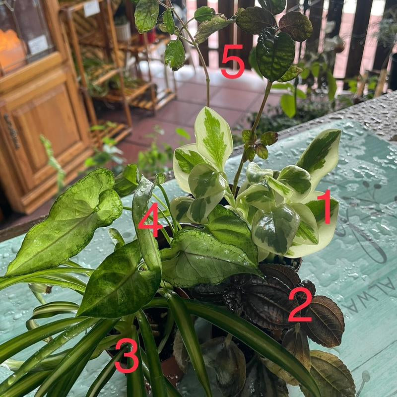5 Plant Mix of 2” Houseplants - Perfect for Home and Garden - Indoor Plant Set - Surprise Indoor Tropical Plant Set of 5 Plants - Easy Care Plants for Indoors