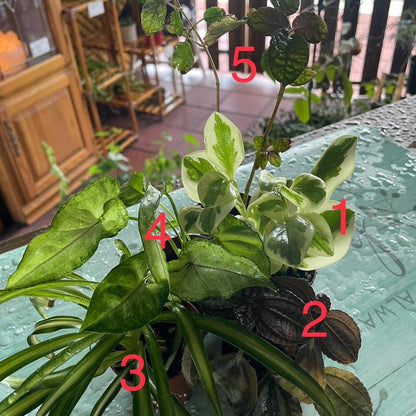 5 Plant Mix of 2” Houseplants - Perfect for Home and Garden - Indoor Plant Set - Surprise Indoor Tropical Plant Set of 5 Plants - Easy Care Plants for Indoors