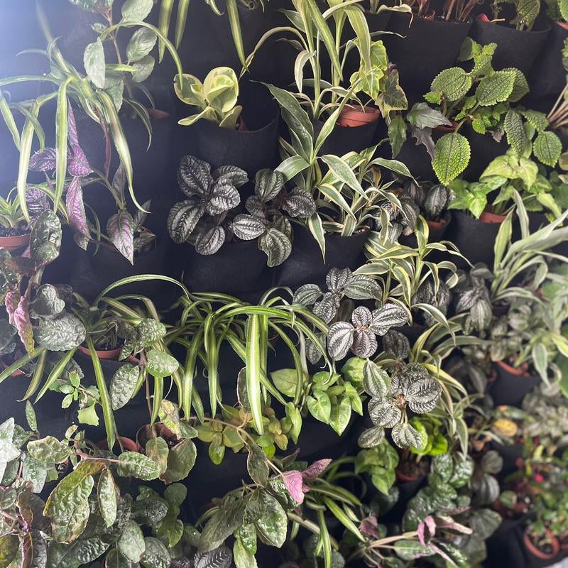 5 Plant Mix of 2” Houseplants - Perfect for Home and Garden - Indoor Plant Set - Surprise Indoor Tropical Plant Set of 5 Plants - Easy Care Plants for Indoors
