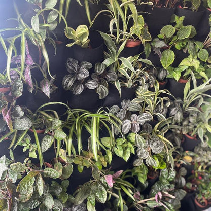 5 Plant Mix of 2” Houseplants - Perfect for Home and Garden - Indoor Plant Set - Surprise Indoor Tropical Plant Set of 5 Plants - Easy Care Plants for Indoors